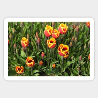 Tulips, Washington State, Nature, gifts, Natural Vibes Sticker